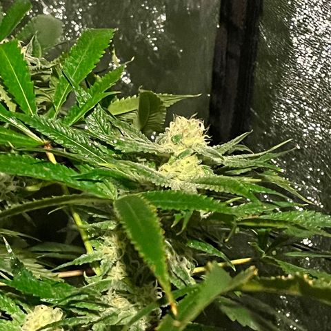 BLACK CHERRY growlog timeline photo