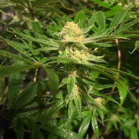 BLACK CHERRY growlog timeline photo