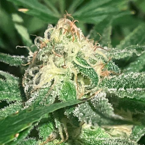 BLACK CHERRY growlog timeline photo