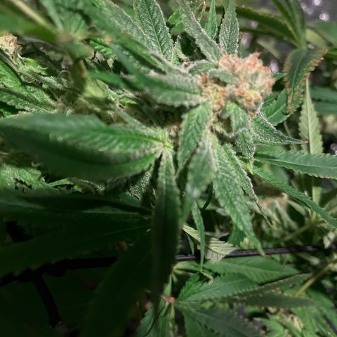 BLACK CHERRY growlog timeline photo