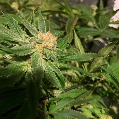 BLACK CHERRY growlog timeline photo