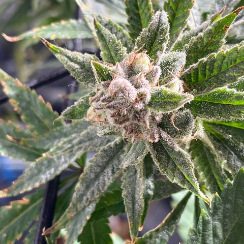 BLACK CHERRY growlog timeline photo