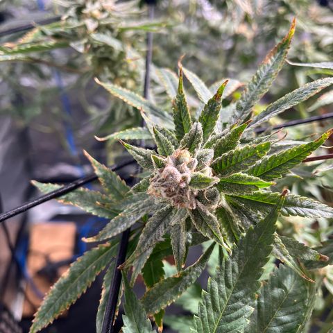 BLACK CHERRY growlog timeline photo
