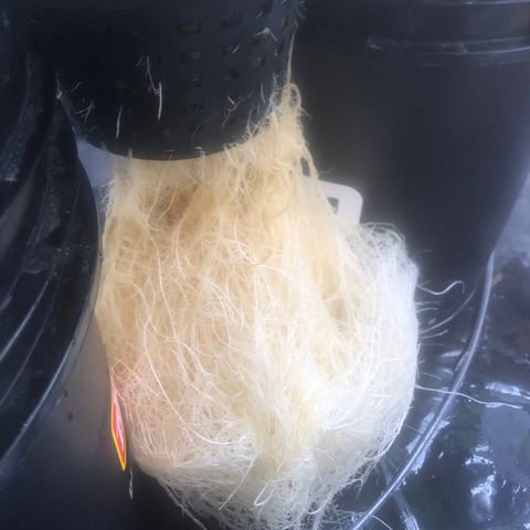 BLACK CHERRY growlog timeline photo