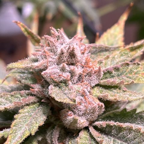 BLACK CHERRY growlog timeline photo