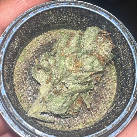 BLACK CHERRY growlog timeline photo