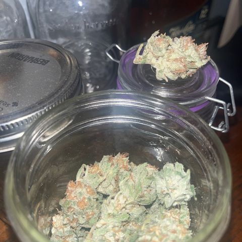 BLACK CHERRY growlog timeline photo