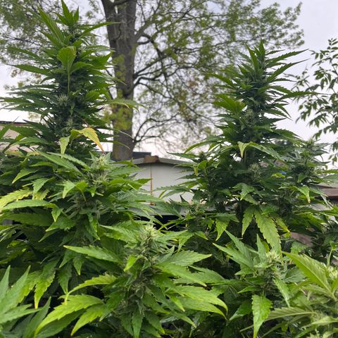 Peanut butter breath growlog timeline photo