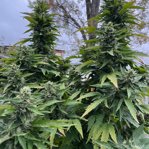 Peanut butter breath growlog timeline photo