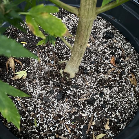 Peanut butter breath growlog timeline photo