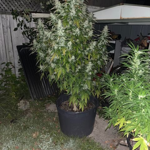 Peanut butter breath growlog timeline photo