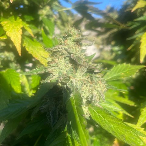 Peanut butter breath growlog timeline photo