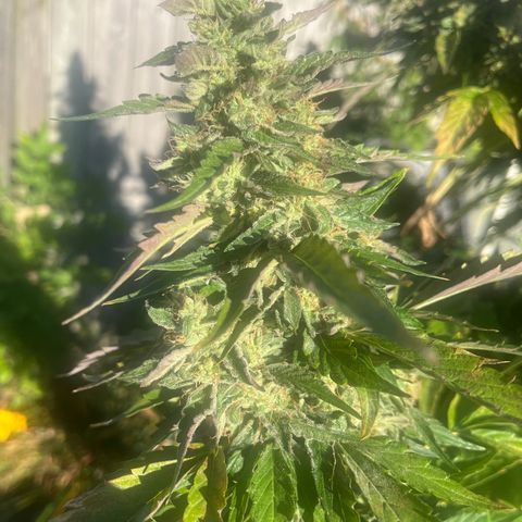 Peanut butter breath growlog timeline photo