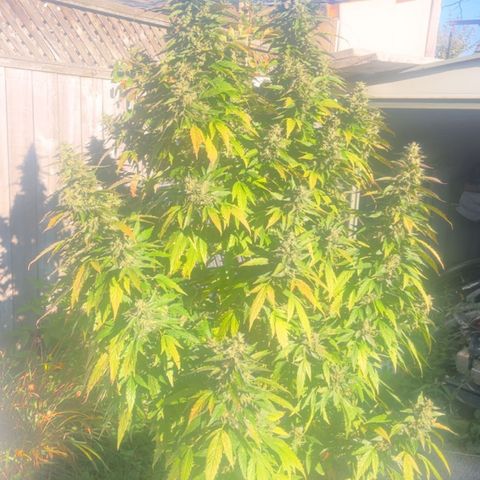 Peanut butter breath growlog timeline photo