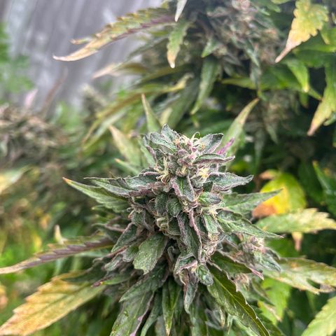 Peanut butter breath growlog timeline photo