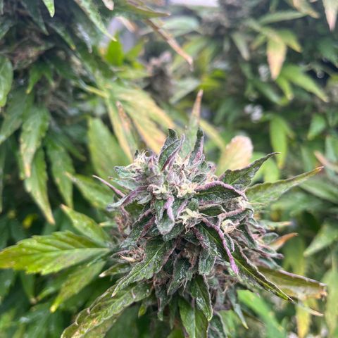 Peanut butter breath growlog timeline photo