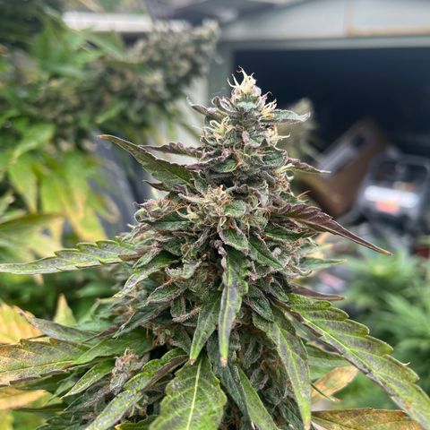 Peanut butter breath growlog timeline photo