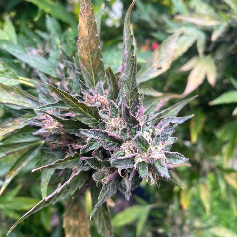 Peanut butter breath growlog timeline photo