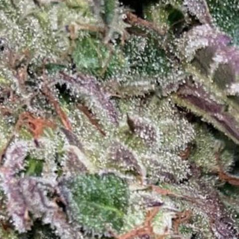 Peanut butter breath growlog timeline photo