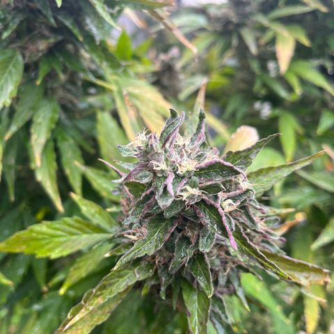 Peanut butter breath growlog timeline photo