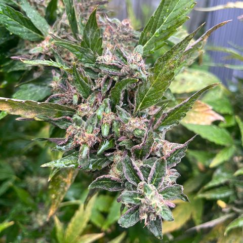 Peanut butter breath growlog timeline photo
