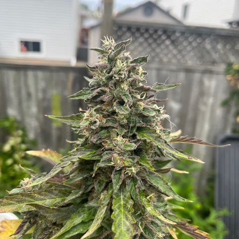 Peanut butter breath growlog timeline photo