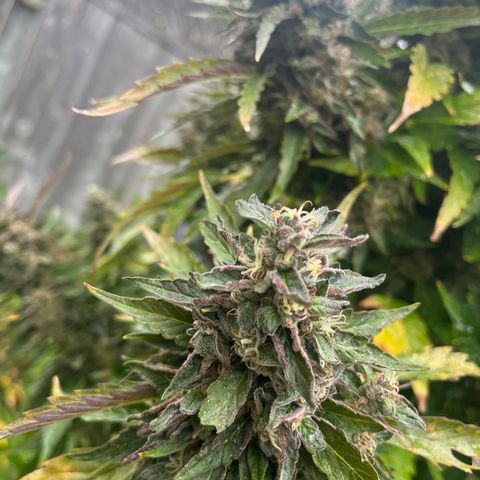 Peanut butter breath growlog timeline photo