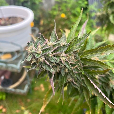 Peanut butter breath growlog timeline photo