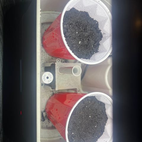 Blueberry growlog photo: new medium for seedling.