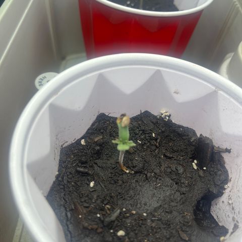 Blueberry growlog timeline photo