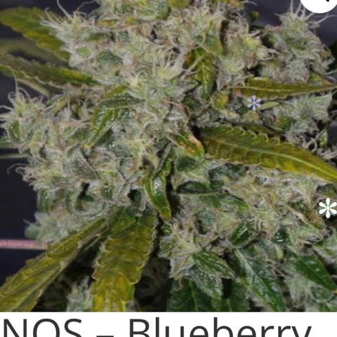 Blueberry growlog timeline photo