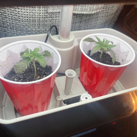 Blueberry growlog timeline photo