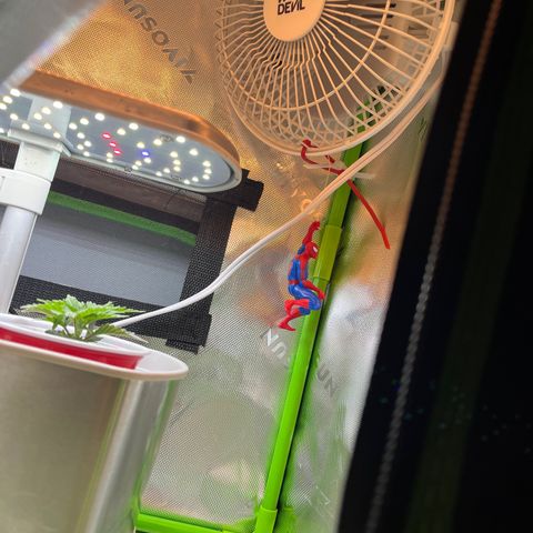 Blueberry growlog photo: and spiderman.