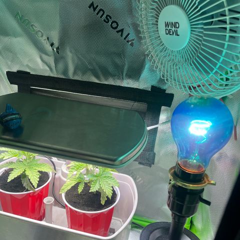 Blueberry growlog timeline photo