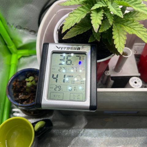 Blueberry growlog timeline photo
