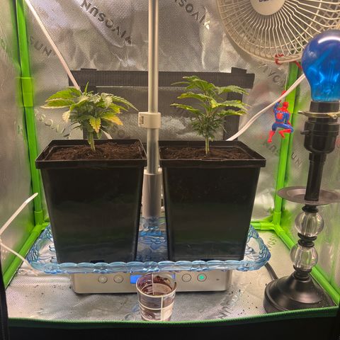 Blueberry growlog timeline photo