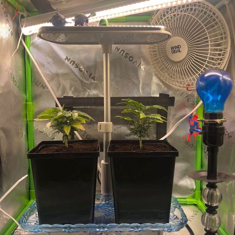 Blueberry growlog timeline photo