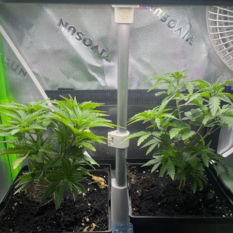 Blueberry growlog timeline photo