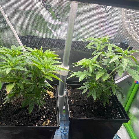 Blueberry growlog timeline photo