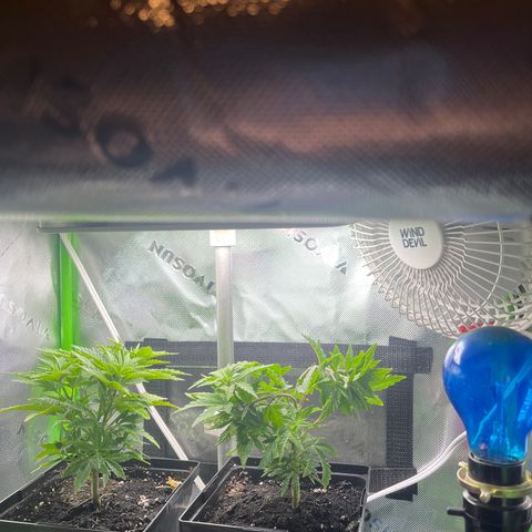 Blueberry growlog timeline photo