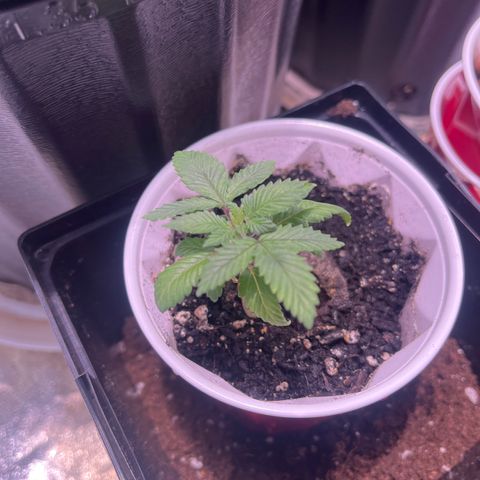 kk growlog timeline photo
