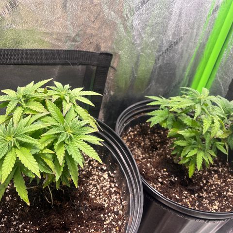 Blueberry growlog photo: 12L