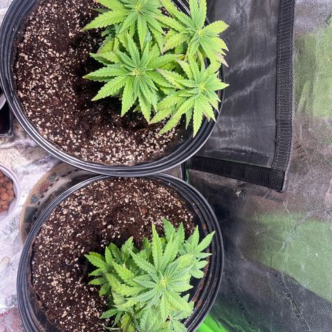 Blueberry growlog timeline photo