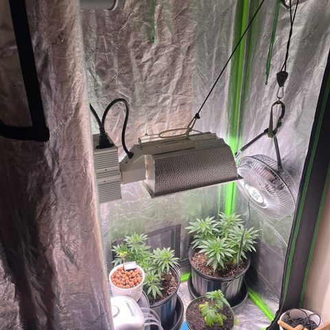 Blueberry growlog timeline photo