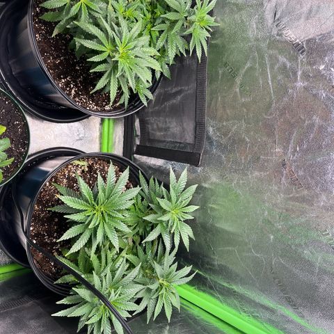 Blueberry growlog timeline photo
