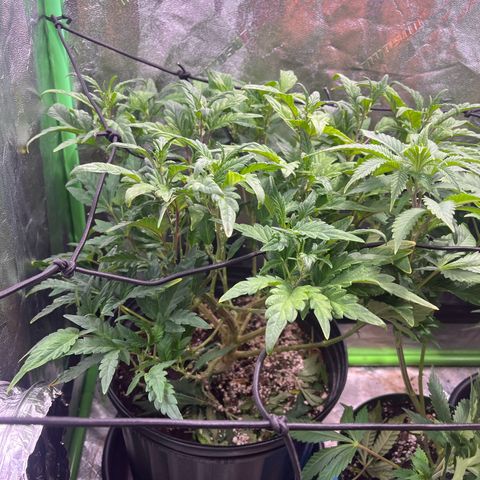 Blueberry growlog timeline photo