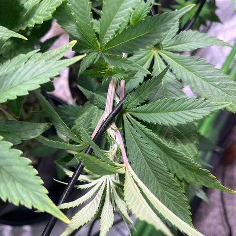 kk growlog timeline photo