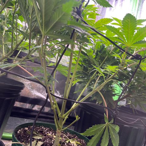 kk growlog timeline photo