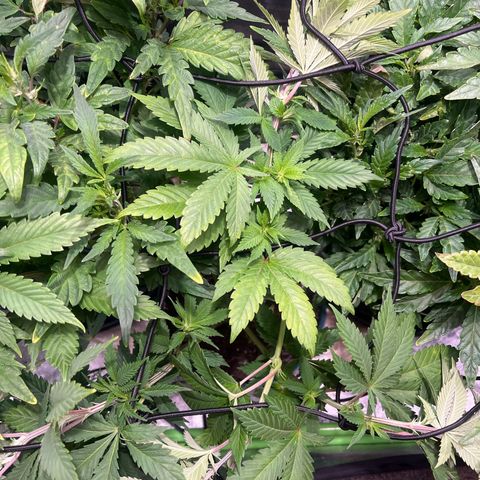 kk growlog timeline photo