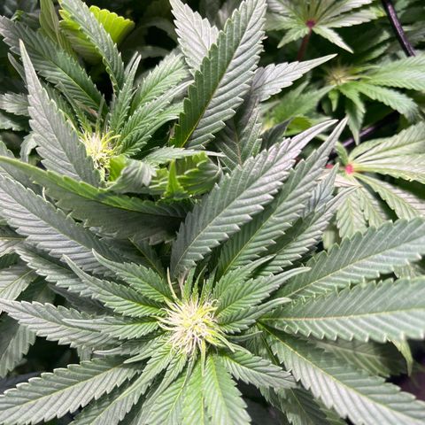 kk growlog timeline photo